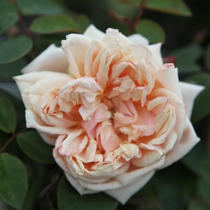 Rosa (K) 'Gloire de Dijon' plant