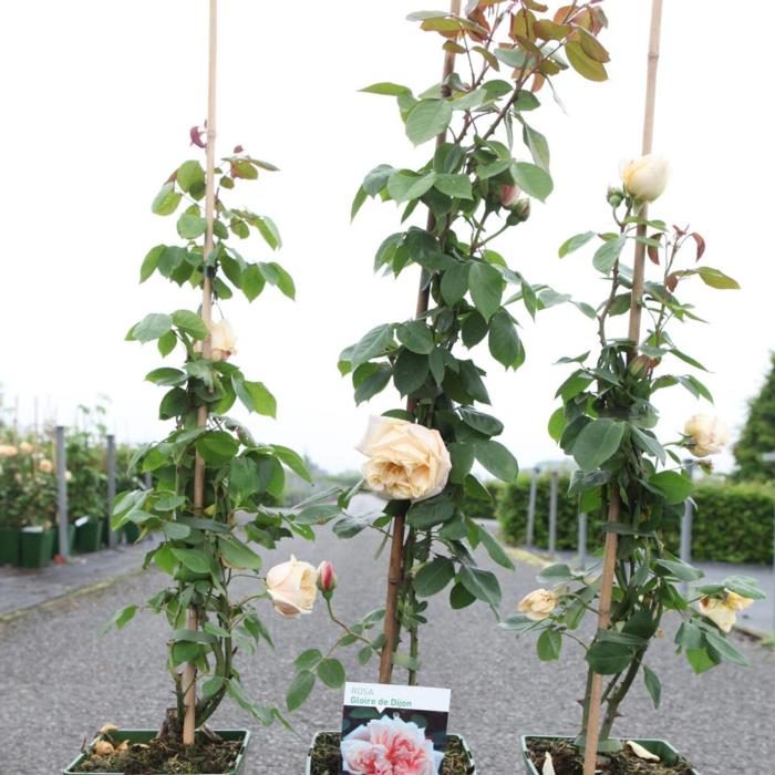 Rosa (K) 'Gloire de Dijon' plant