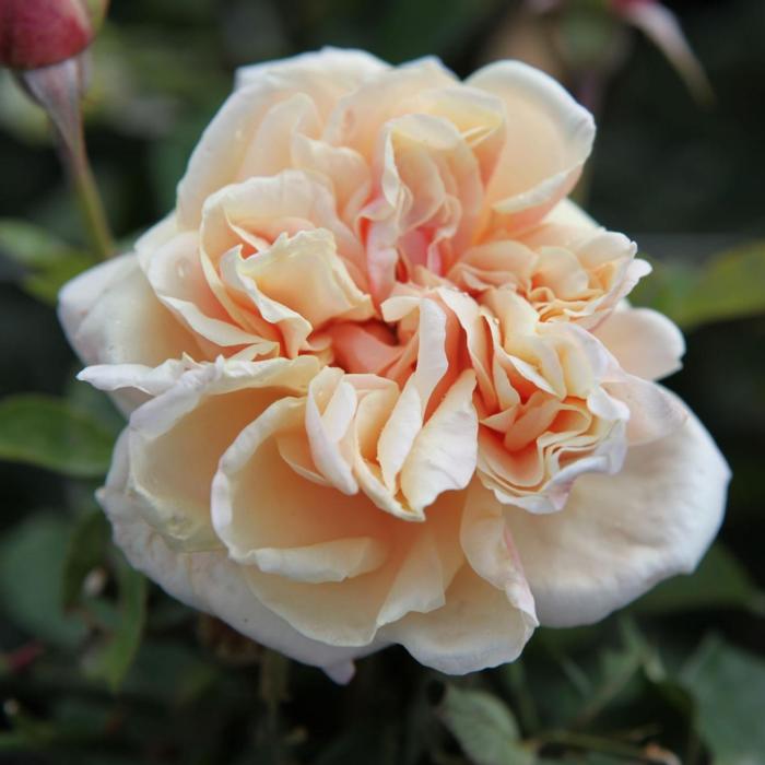 Rosa (K) 'Gloire de Dijon' plant