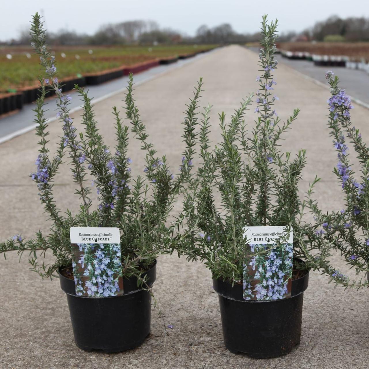 Rosmarinus officinalis BLUE CASCADE plant