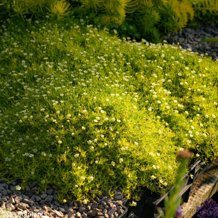 Sagina subulata 'Aurea' - buy plants at Coolplants