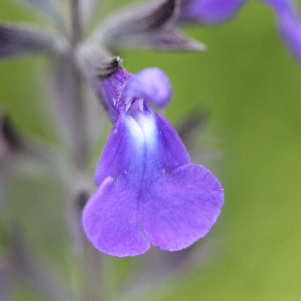 Salvia microphylla 'Delice Feline' plant