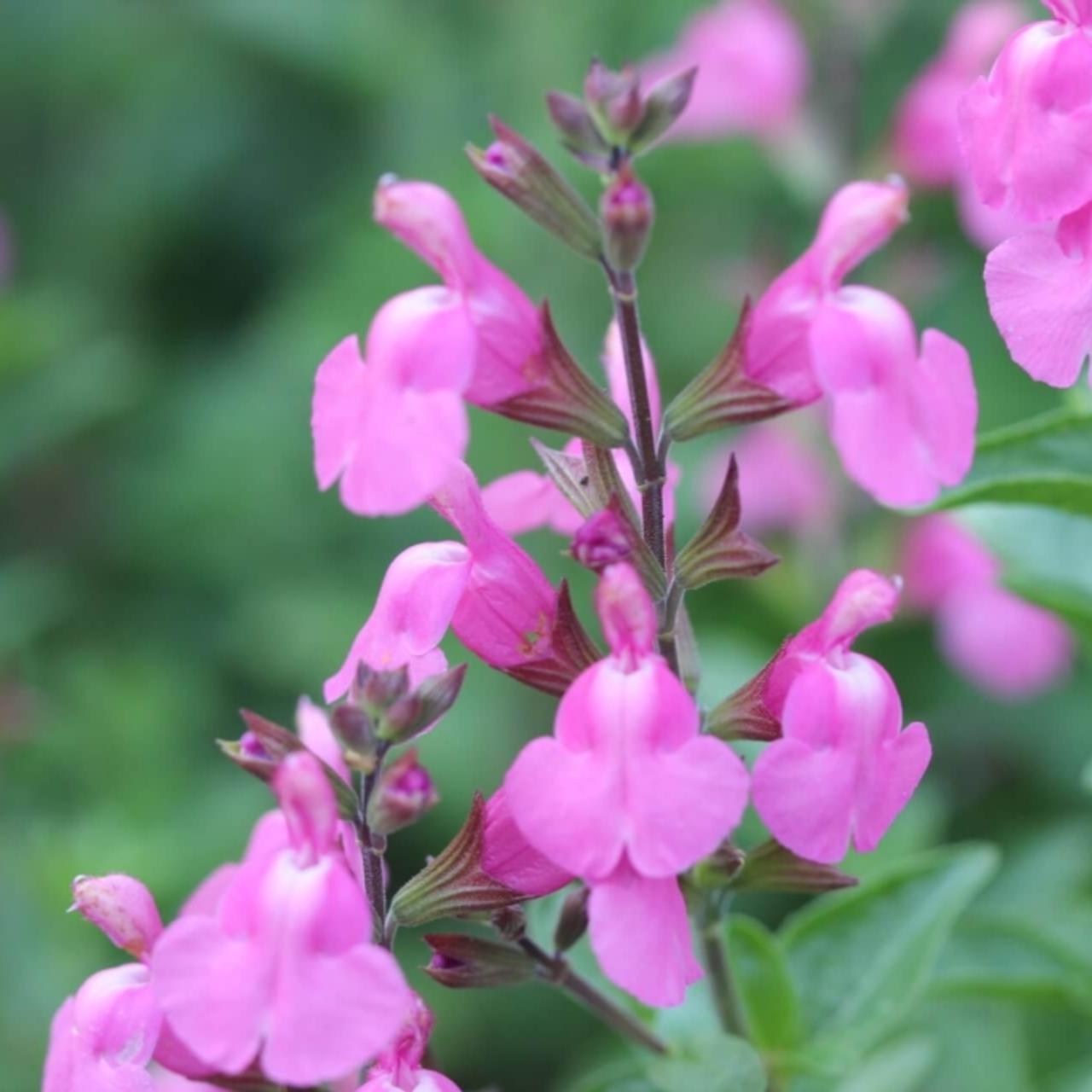 Salvia microphylla 'Delice Roselilac' plant