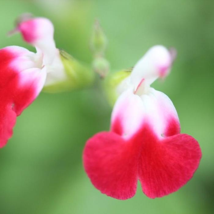 Salvia microphylla 'Hot Lips' plant