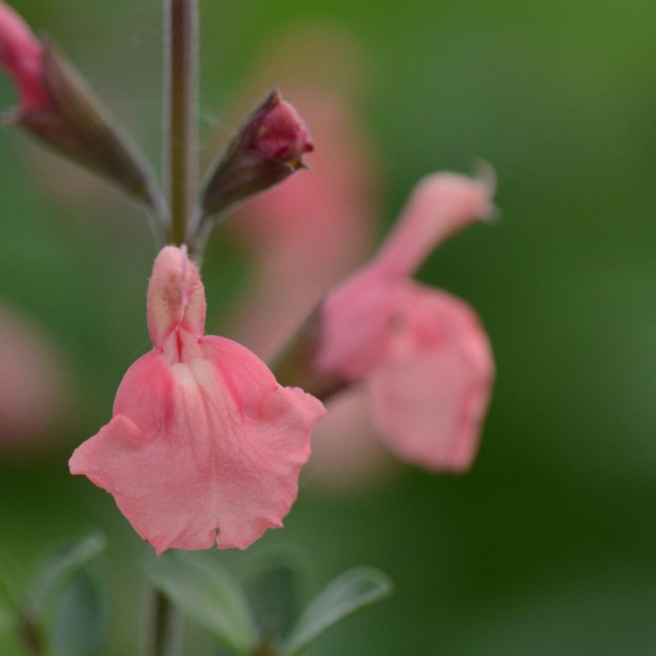 Salvia microphylla 'Papajan' plant