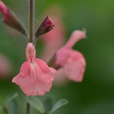 salvia-microphylla-papajan