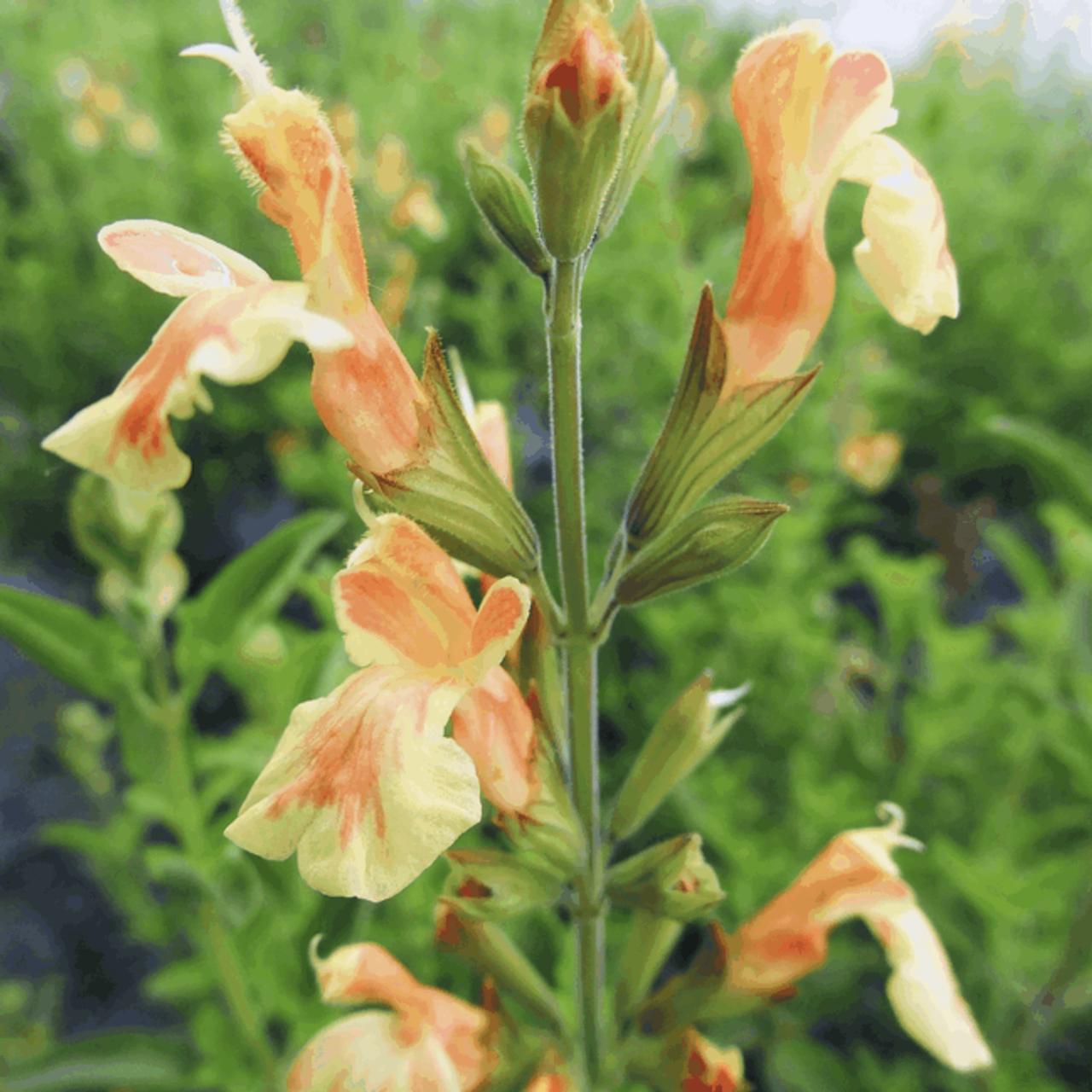 Salvia x jamensis 'Belle de Loire' plant