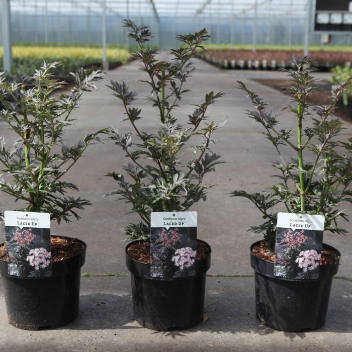 Sambucus nigra 'Laced Up' plant