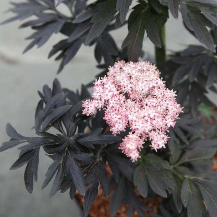 Sambucus nigra 'Laced Up' plant