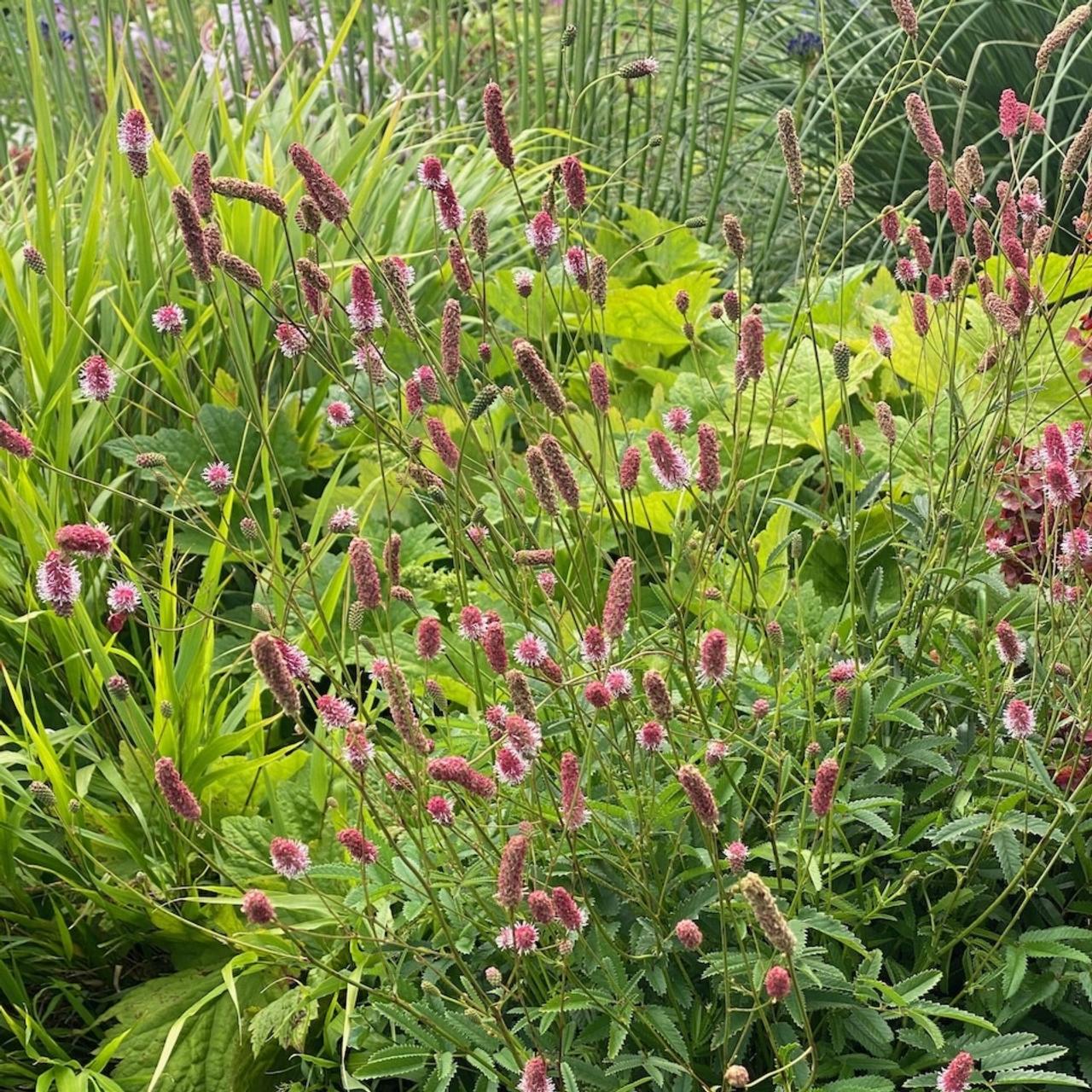 Sanguisorba officinalis 'Pink Tanna' plant