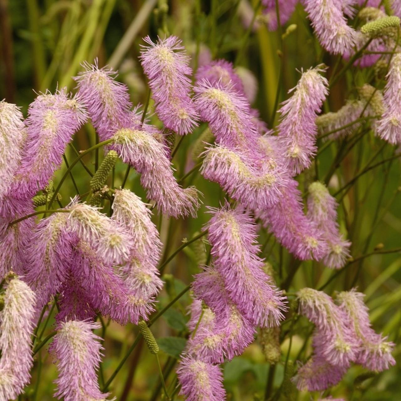 Sanguisorba 'Pink Brushes' plant