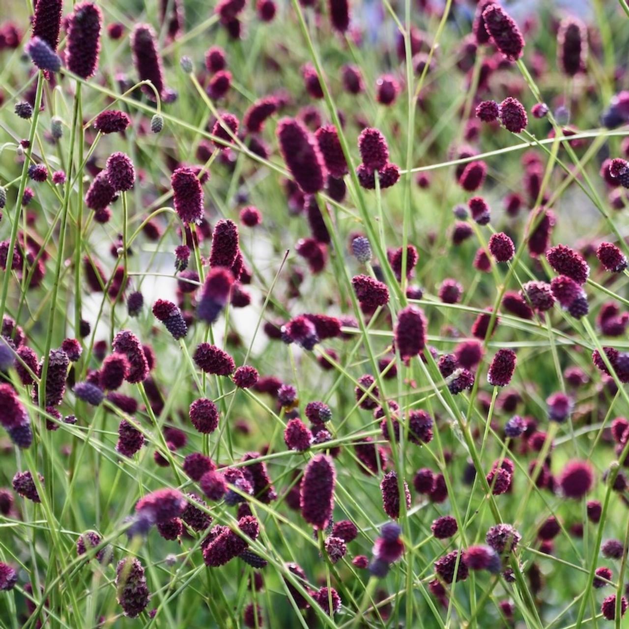 Sanguisorba 'Plum Drops' plant