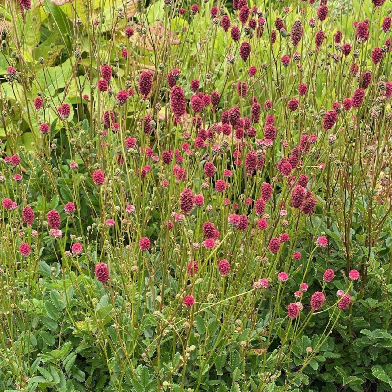 Sanguisorba 'Proud Mary' plant