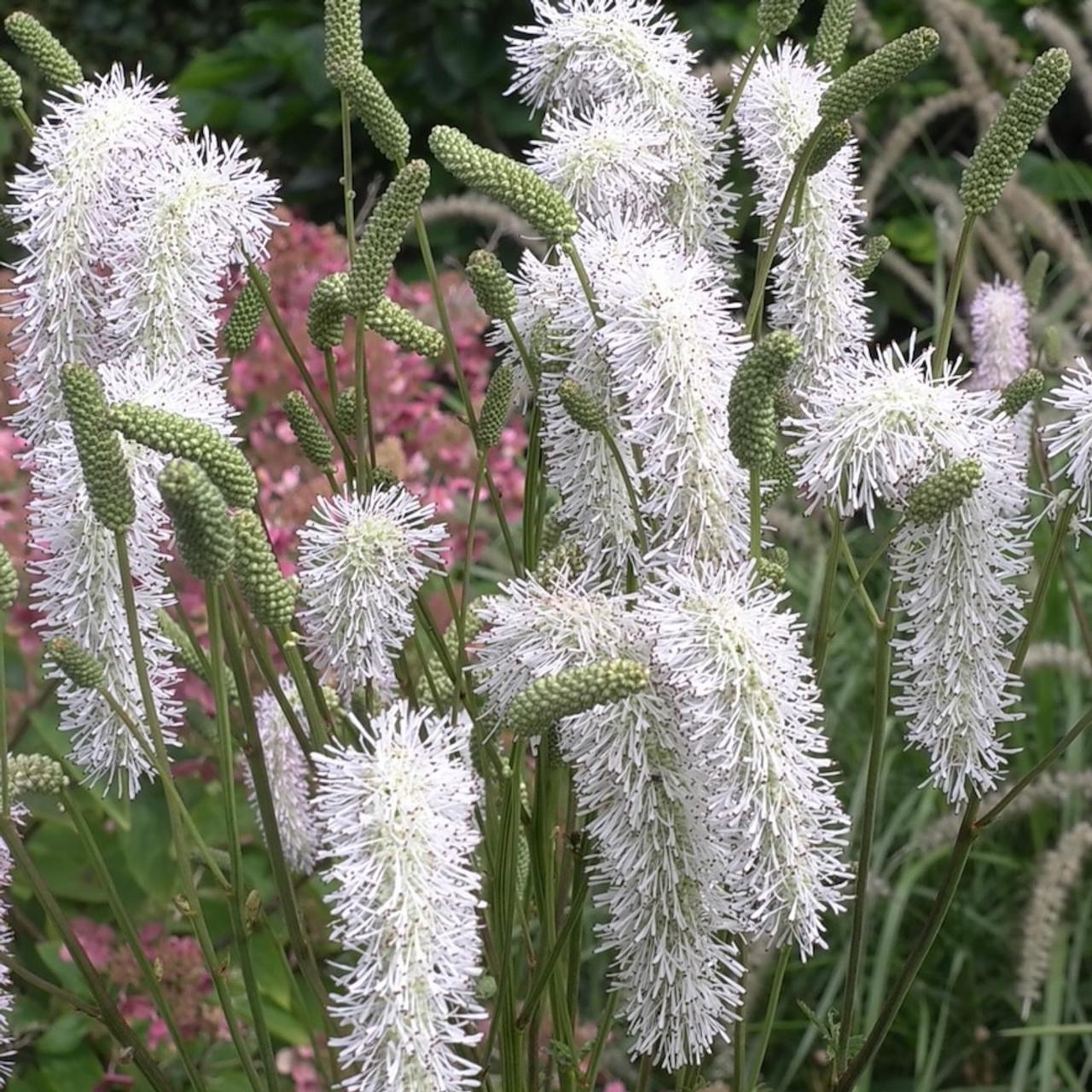 Sanguisorba 'White Brushes' plant