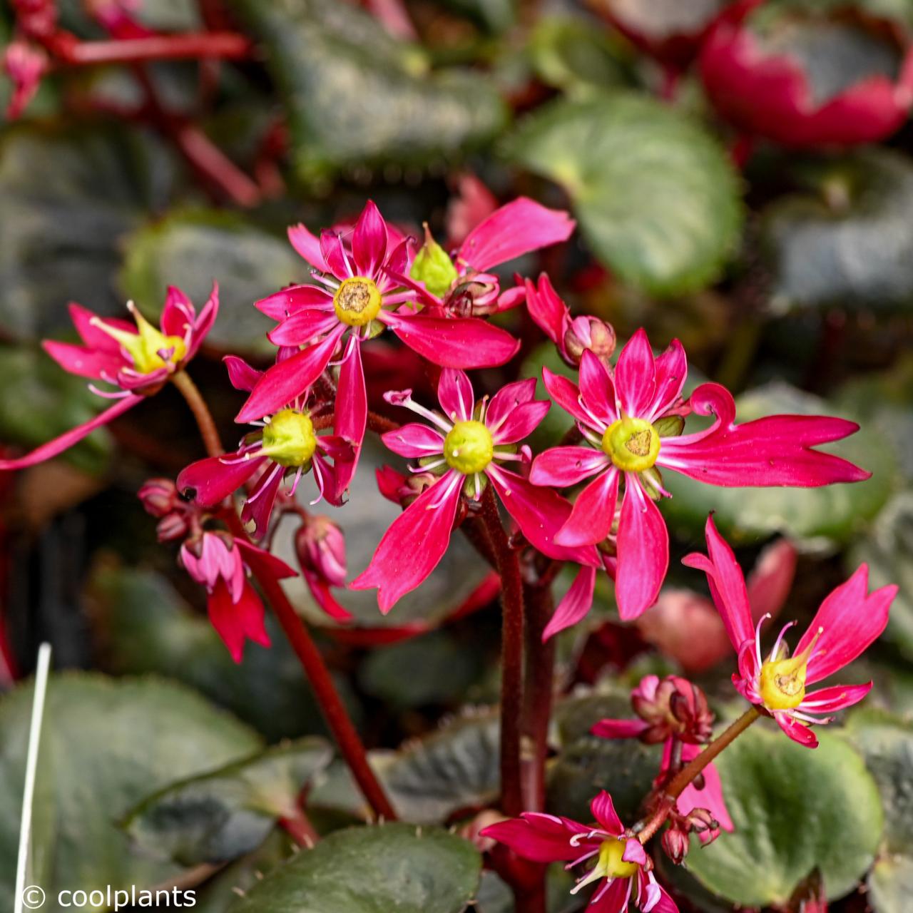 Saxifraga 'Dancing Pixies Tally' plant