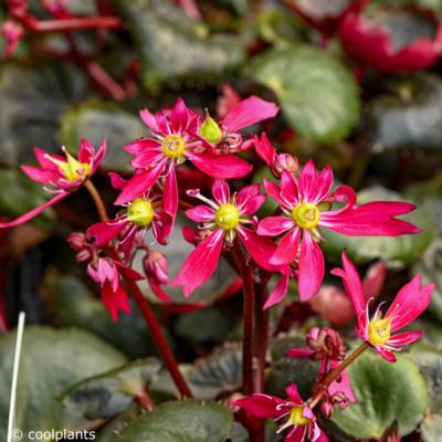 saxifraga-dancing-pixies-tally