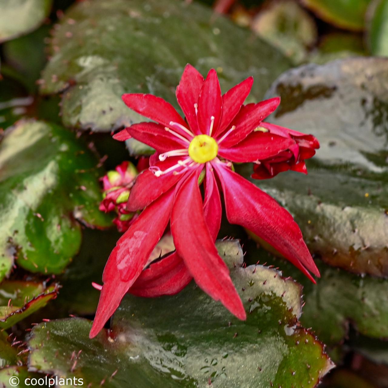 Saxifraga 'Dancing Pixies Tammy' plant