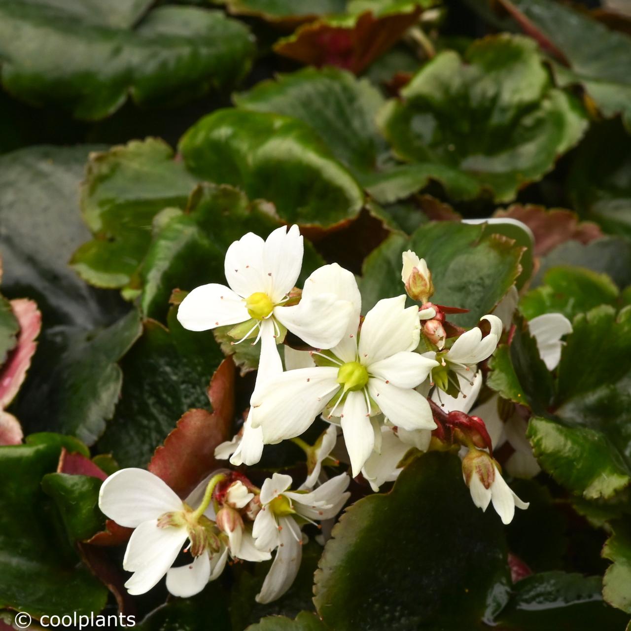 Saxifraga 'Dancing Pixies Thea' plant