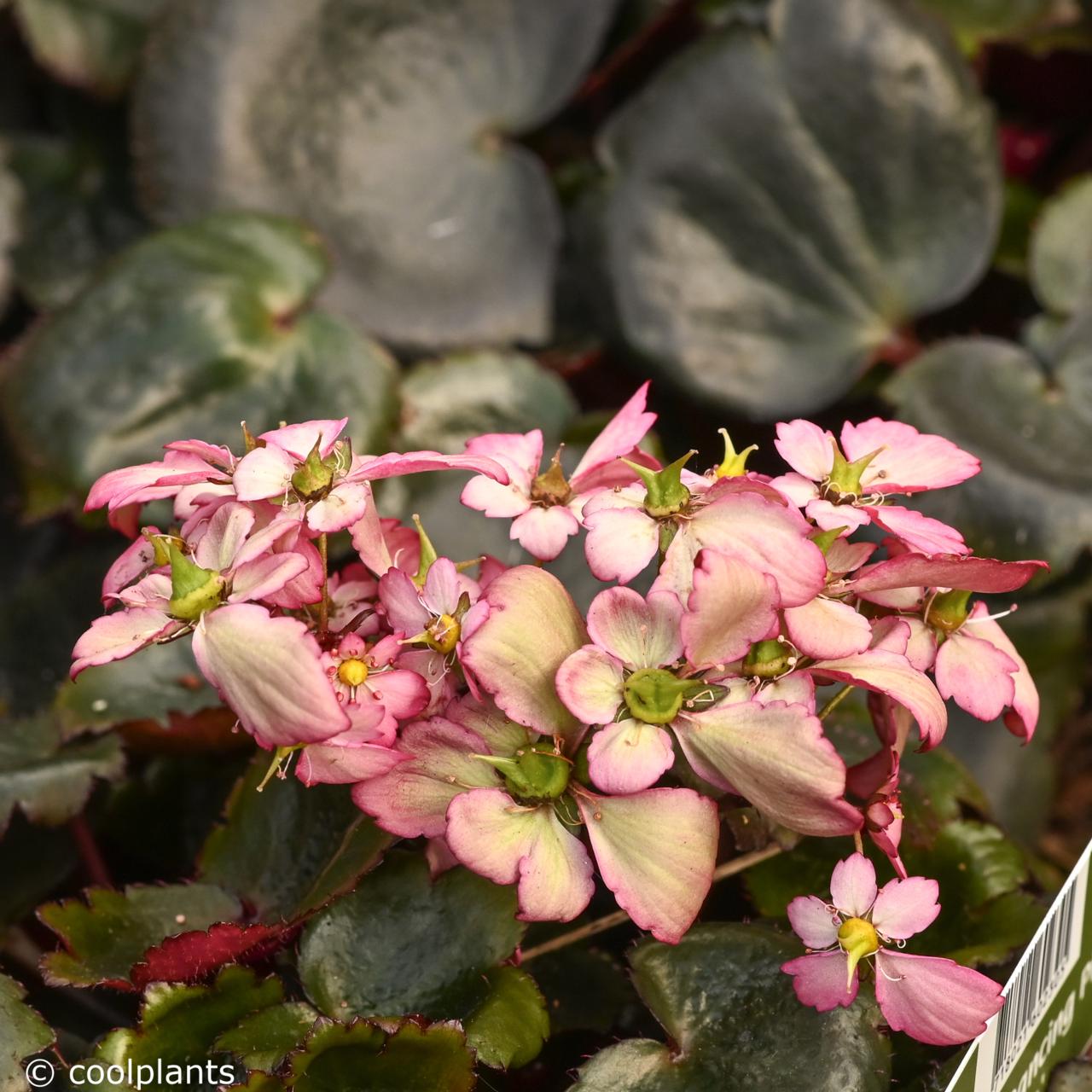 Saxifraga 'Dancing Pixies Tilda' plant