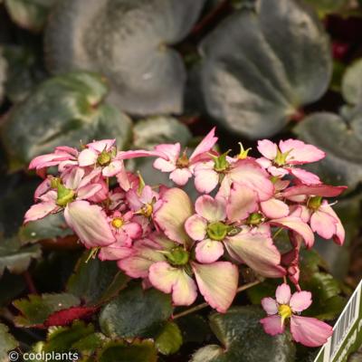 saxifraga-dancing-pixies-tilda