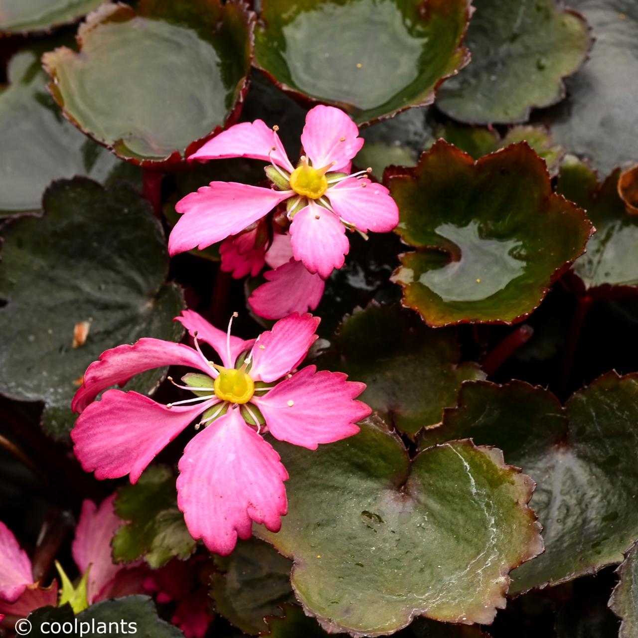 Saxifraga 'Dancing Pixies Toni' plant