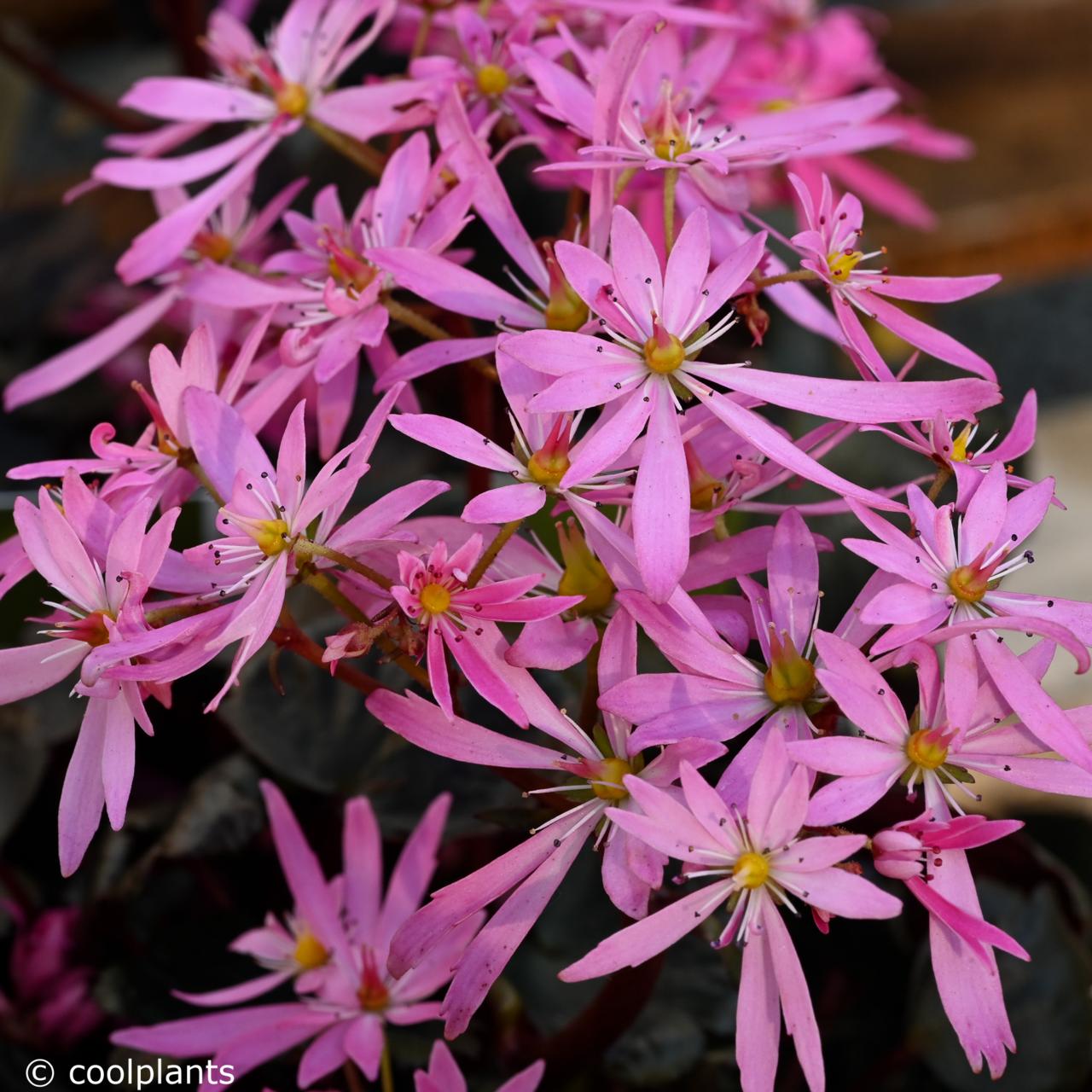 Saxifraga 'Dancing Pixies Tonya' plant