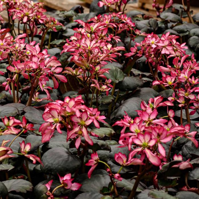 Saxifraga 'Dancing Pixies Trina' plant