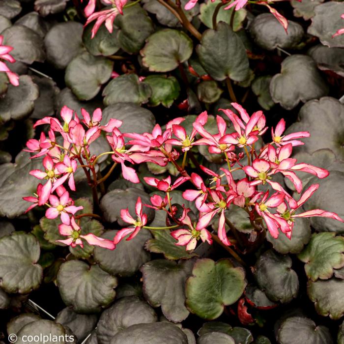 Saxifraga 'Dancing Pixies Trina' plant