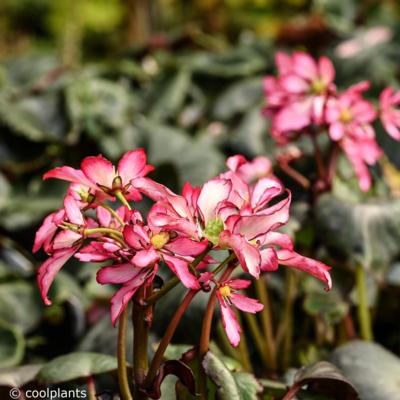 saxifraga-dancing-pixies-trina