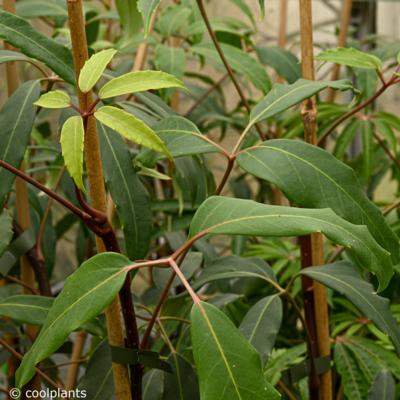 schefflera-alpina-mountain-gem