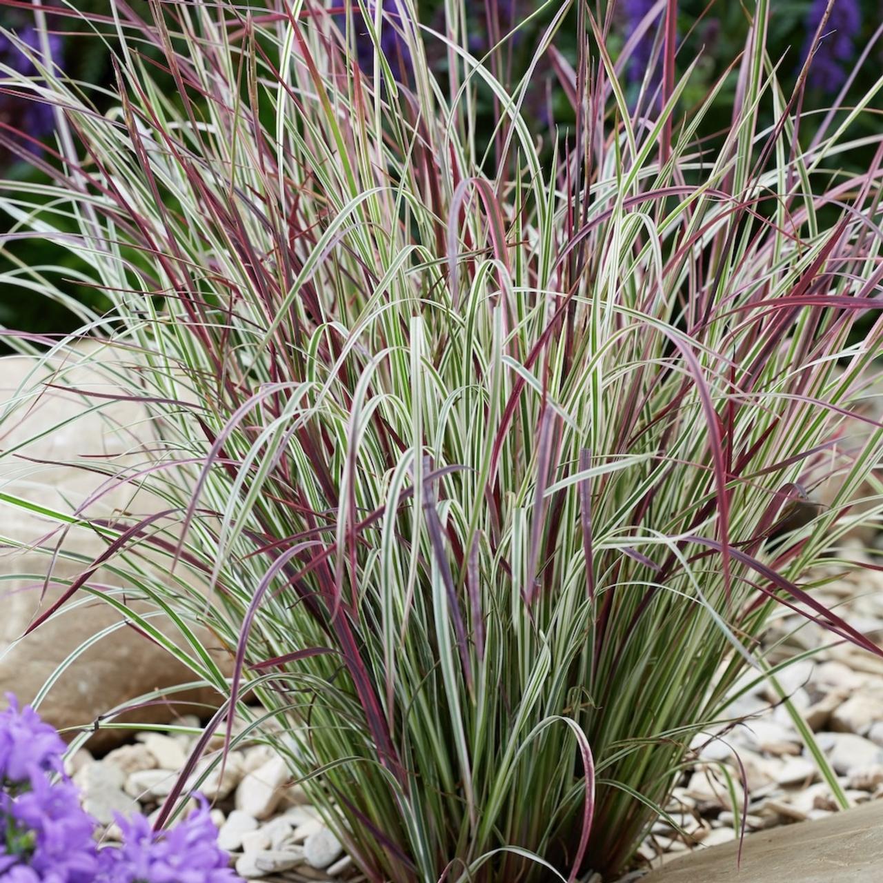 Schizachyrium scoparium 'Chameleon' plant