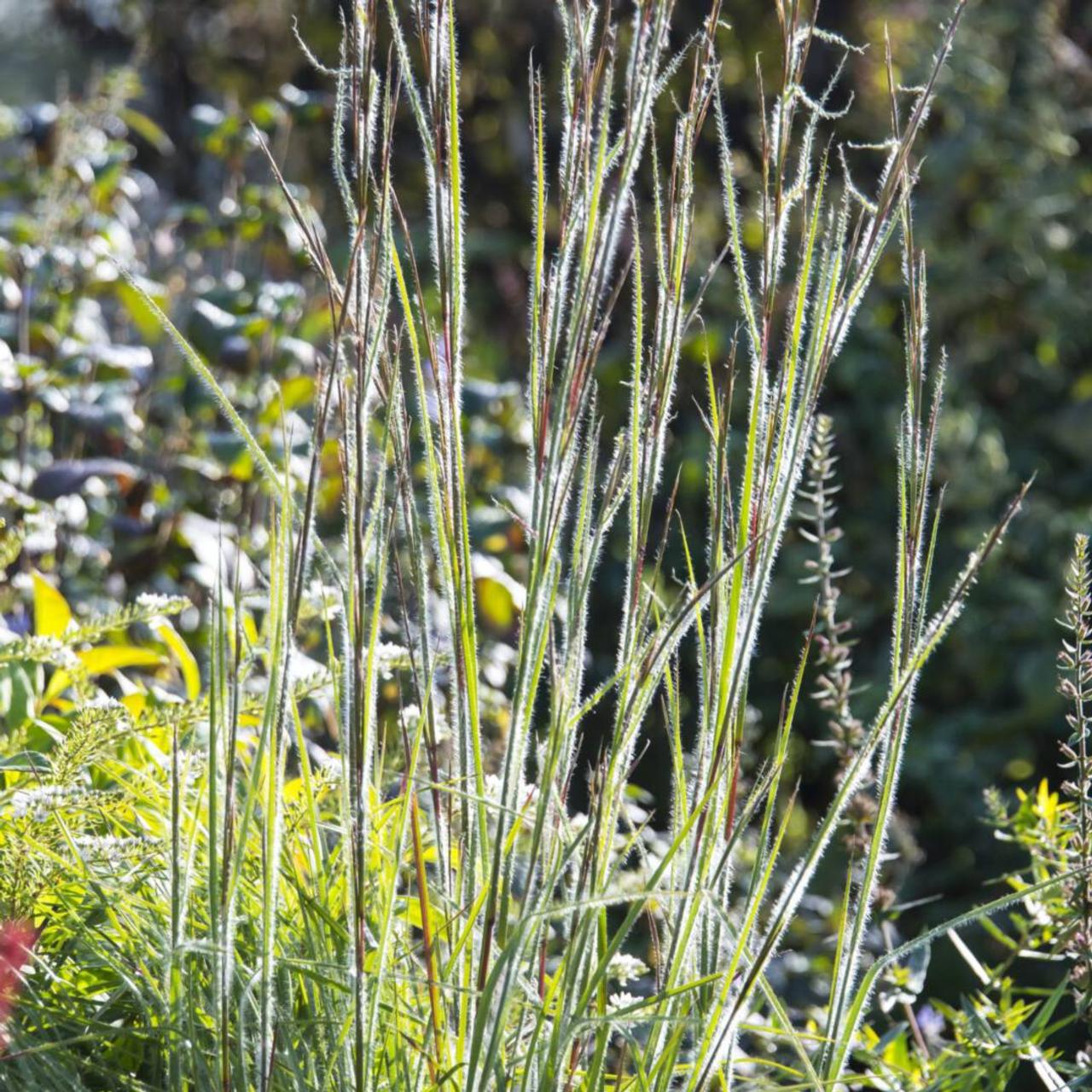 Schizachyrium scoparium 'Ha Ha Tonka' plant