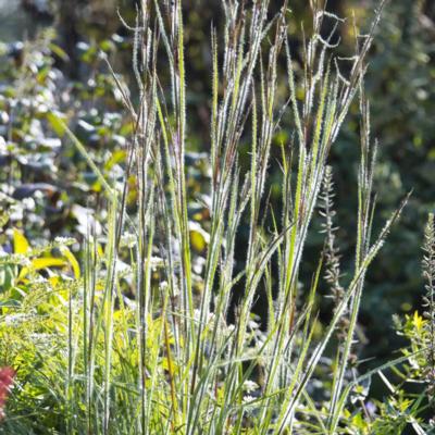 schizachyrium-scoparium-ha-ha-tonka