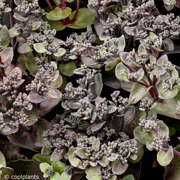 Sedum 'Back in Black' plant