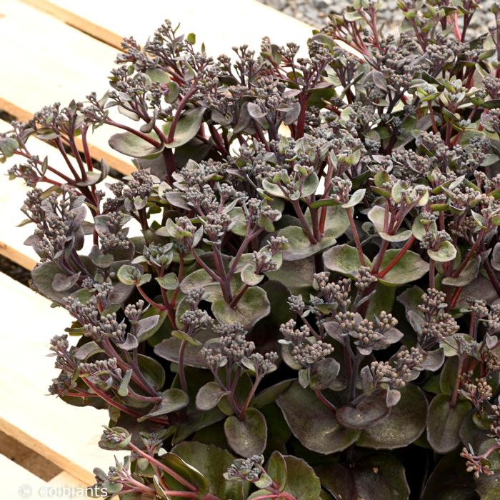 Sedum 'Back in Black' plant