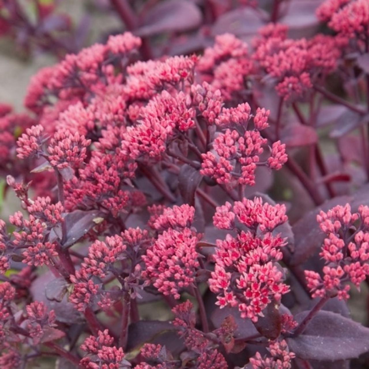 Sedum 'Chocolate Cherry' plant