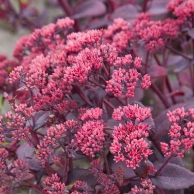 sedum-chocolate-cherry