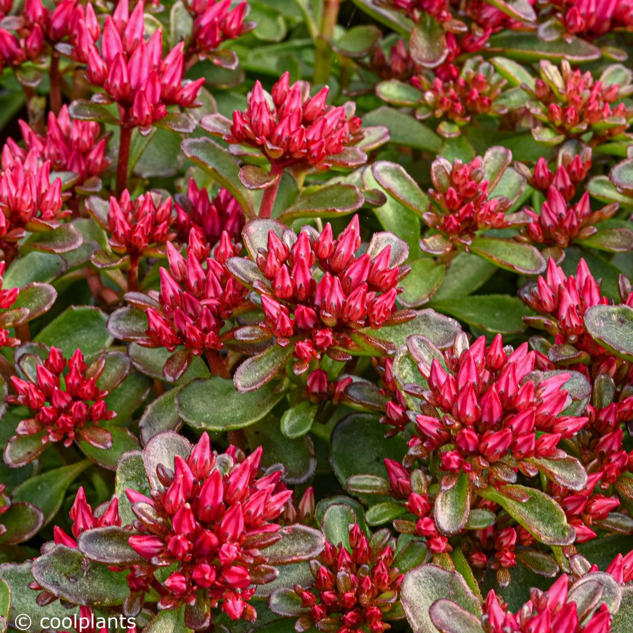 Sedum spurium 'Spot on Red' plant