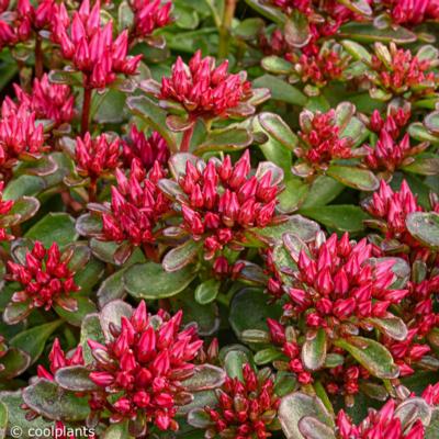 sedum-spurium-spot-on-red