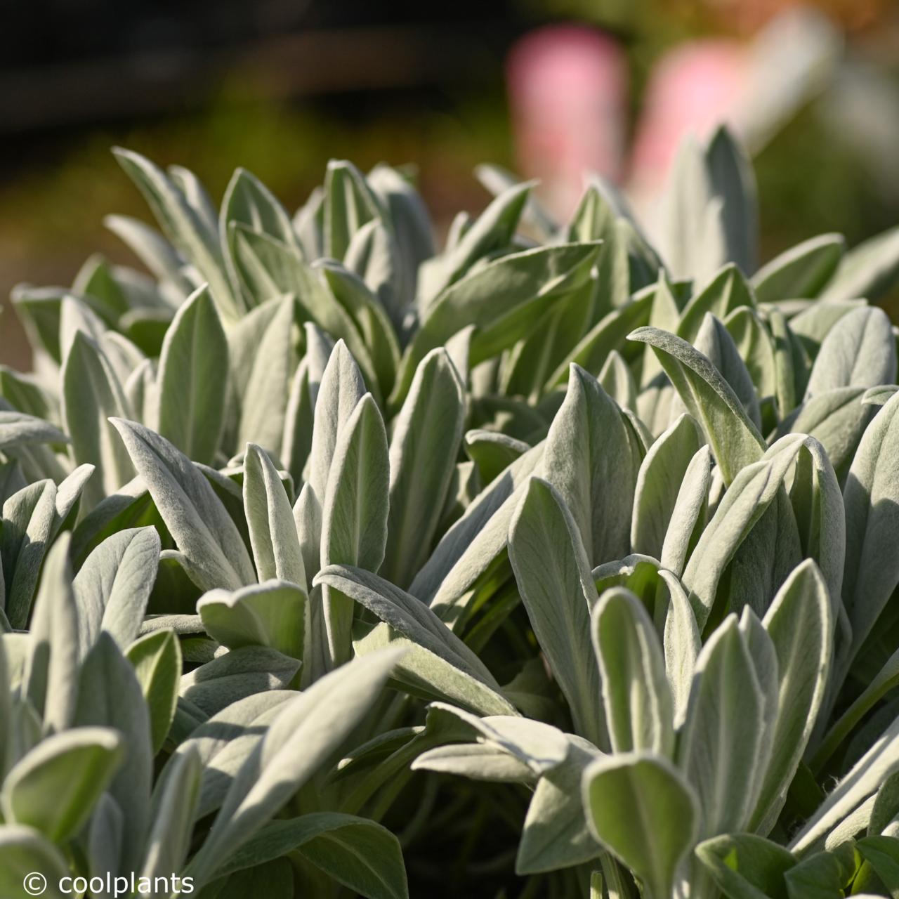 Senecio niveoaureus plant