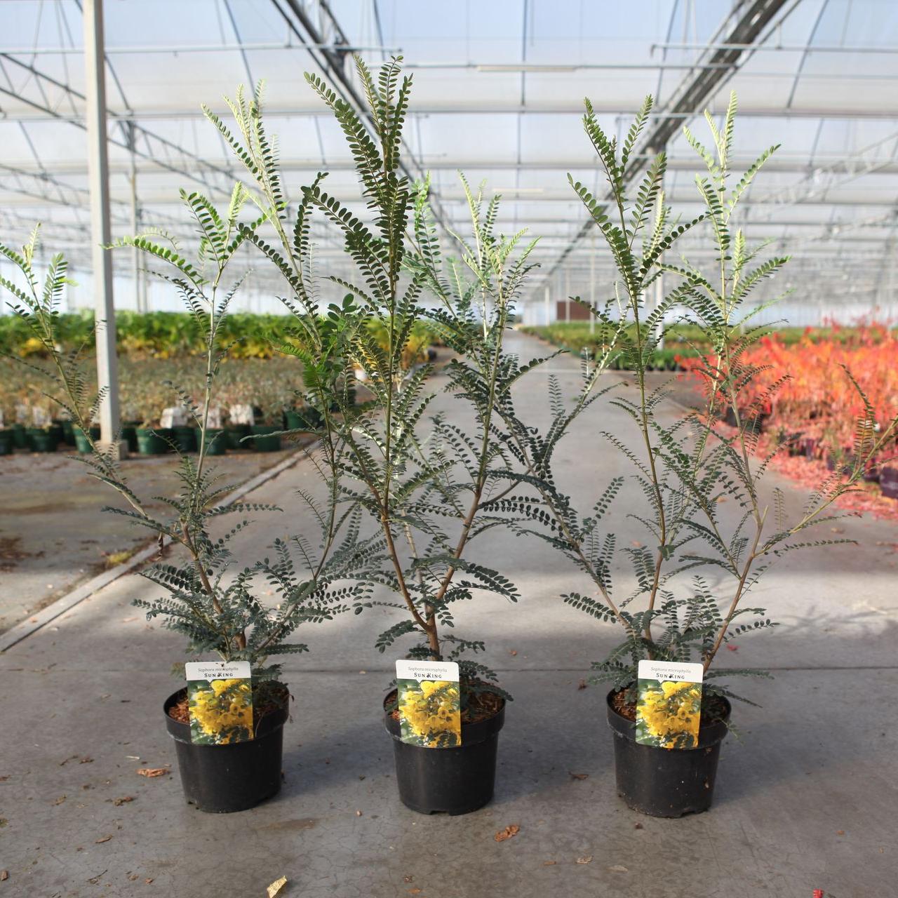 Sophora microphylla 'Sun King' plant