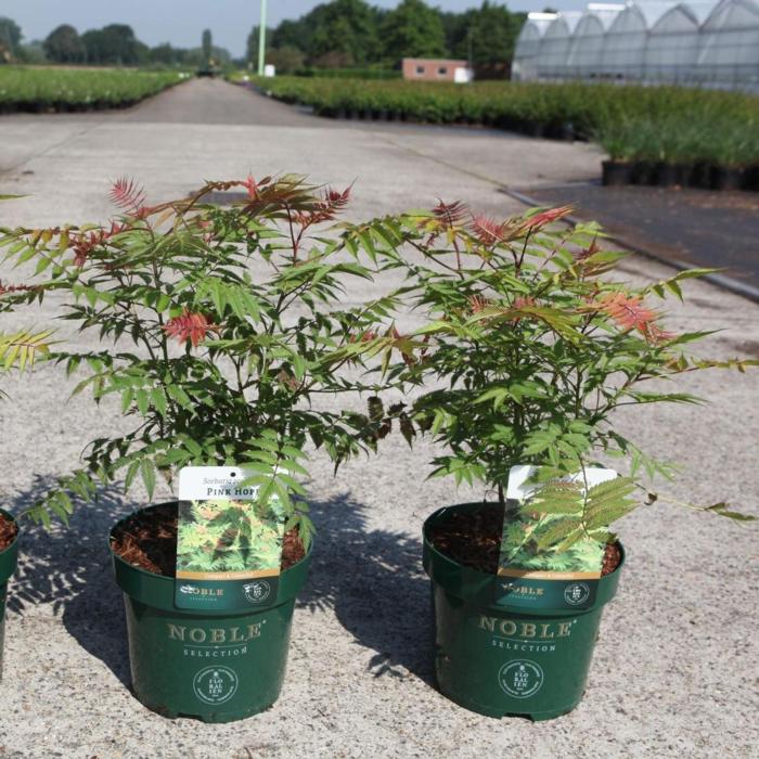 Sorbaria sorbifolia PINK HOPI plant