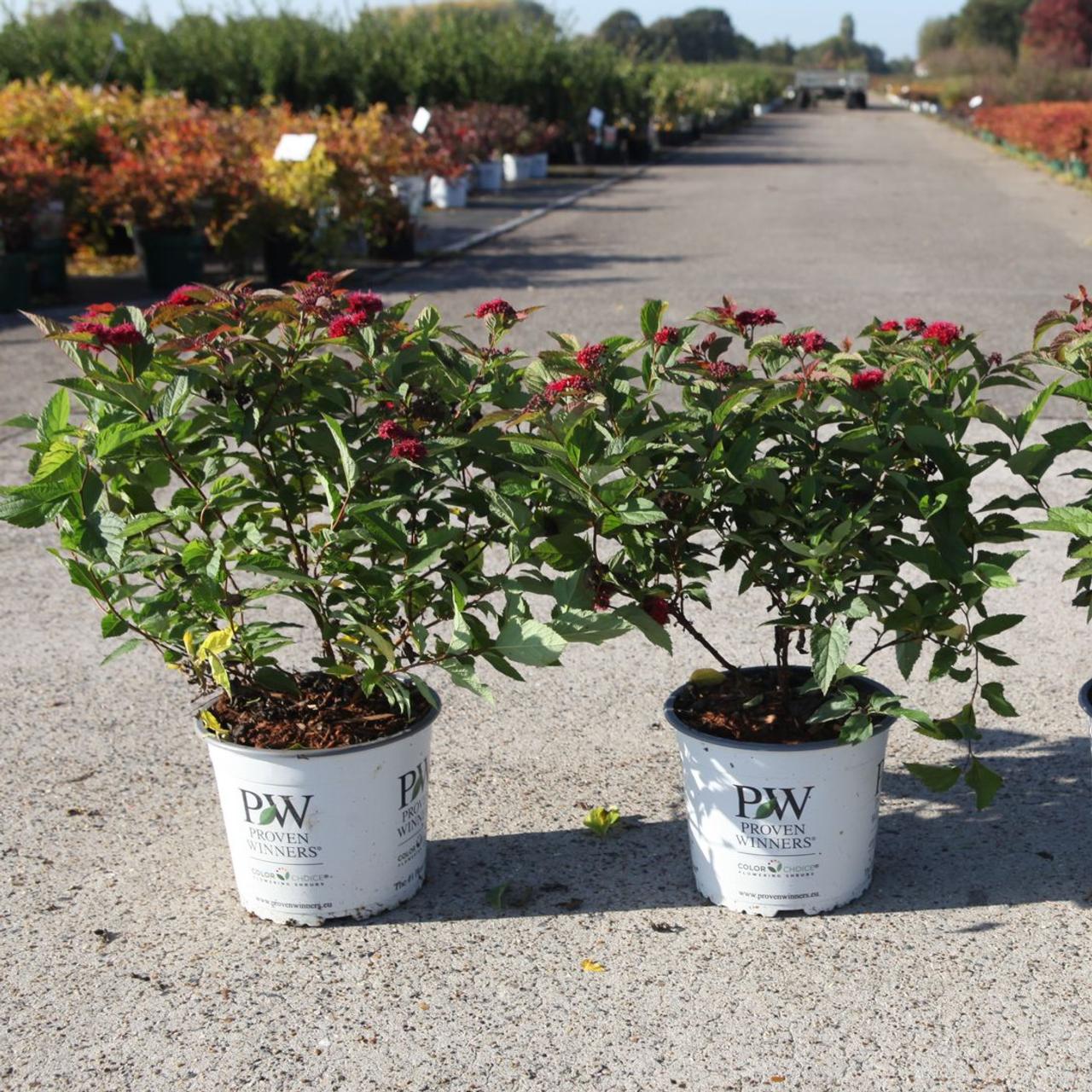 Spiraea japonica DOUBLE PLAY DOOZIE plant