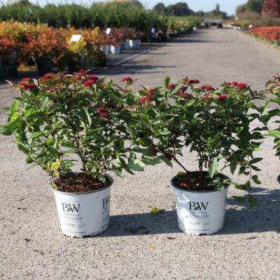 spiraea-japonica-double-play-doozie