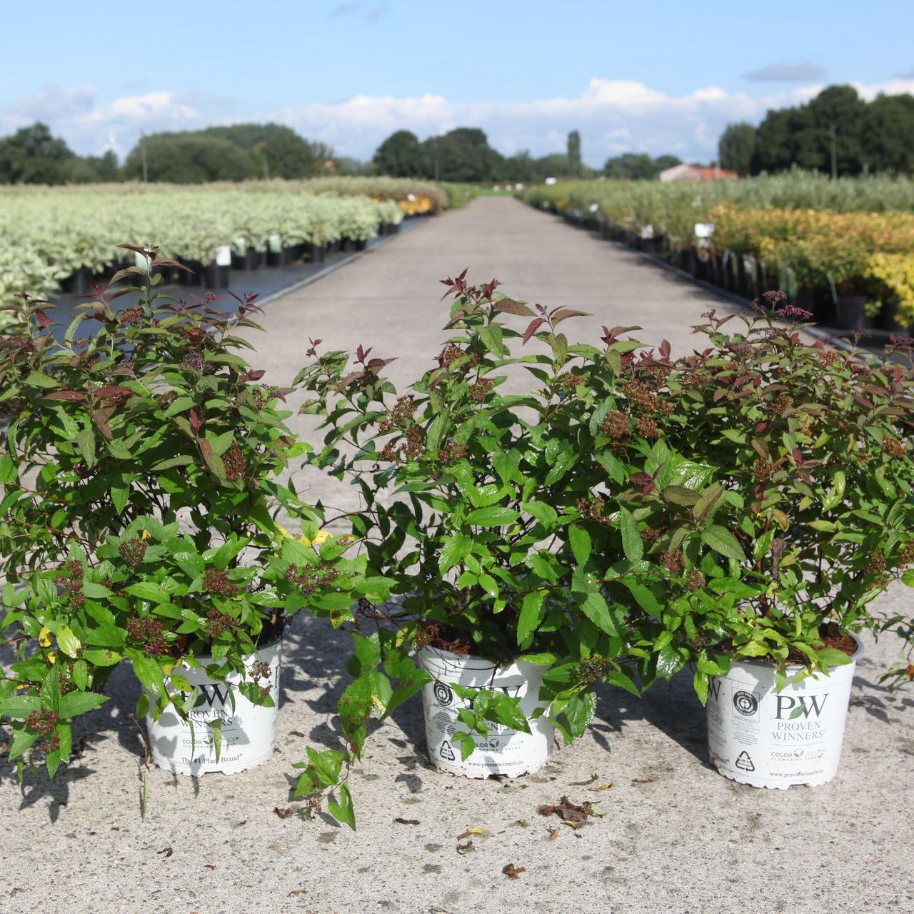 Spiraea japonica DOUBLE PLAY RED plant