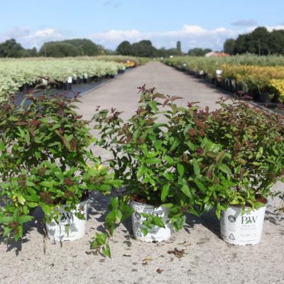 spiraea-japonica-double-play-red