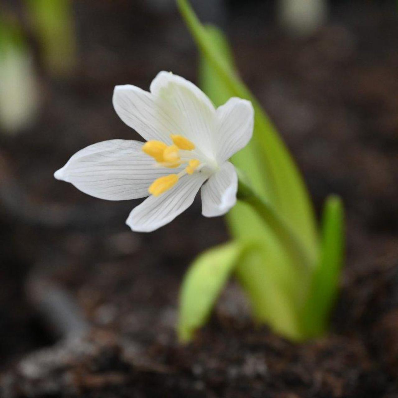 Sternbergia candida plant