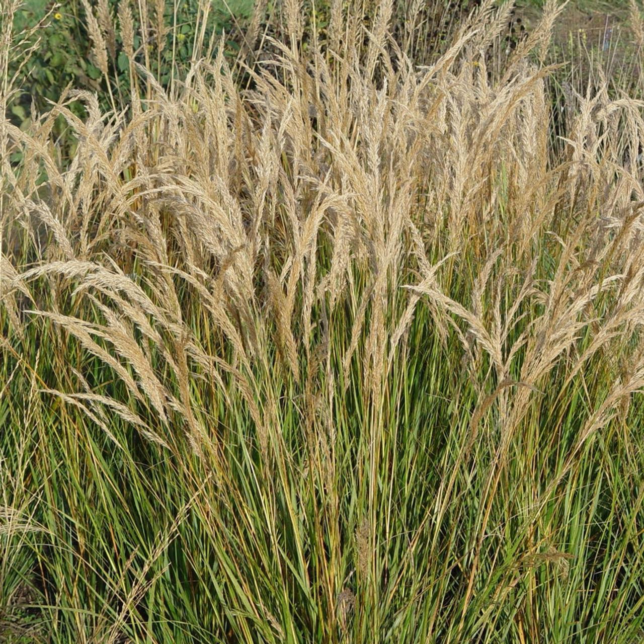 Stipa calamagrostis 'Allgäu' plant