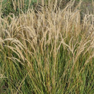 stipa-calamagrostis-allgau