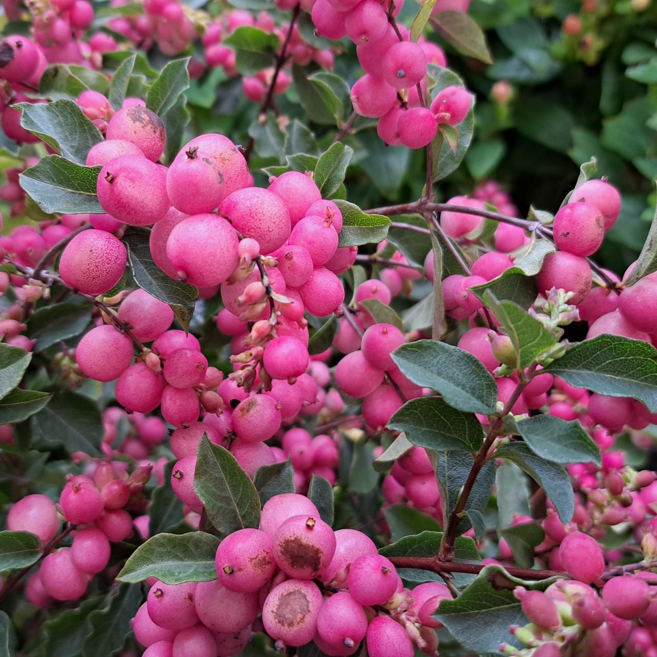 Symphoricarpos doorenbosii 'Magical Candy' plant